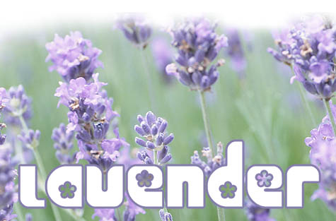 Lavender